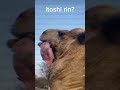 itoshi rin? ok