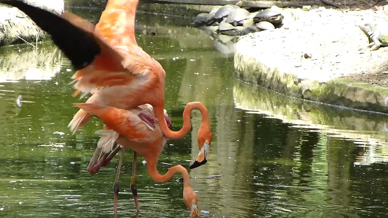 #4589, Flamencos tratan aparearse [Raw], Animales Aves - YouTube