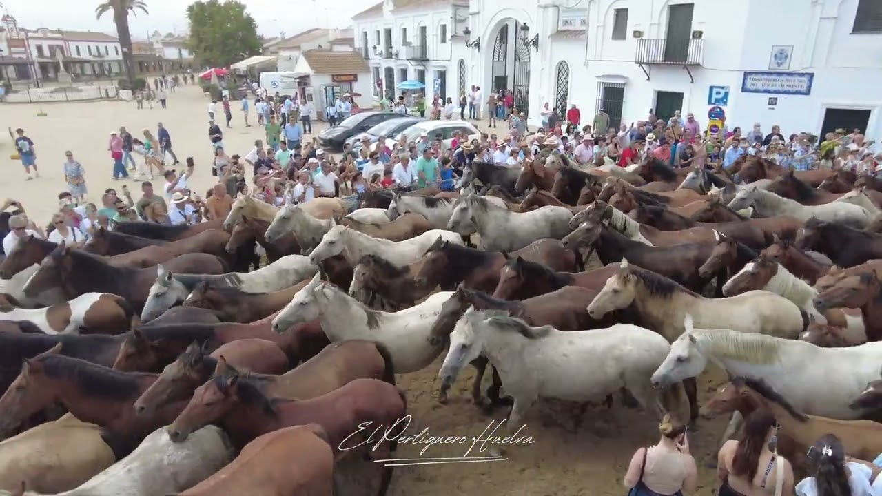 Saca de las Yeguas 2024 // Aldea del Rocio Huelva   4K