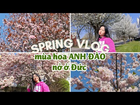 Video: Hoa anh đào ở Đức