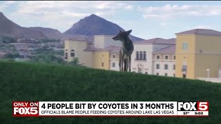 Coyotes are biting people in Lake Las Vegas, officials say