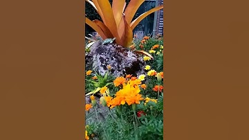 Thumbnail of Nimbin Aquarius festival 2023 follow the flowers peace love
