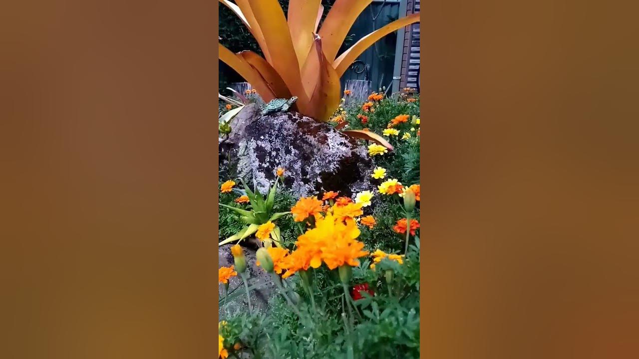 Nimbin Aquarius festival 2023 follow the flowers peace love Nimbin Aquarius festival 2023 follow the flowers peace love