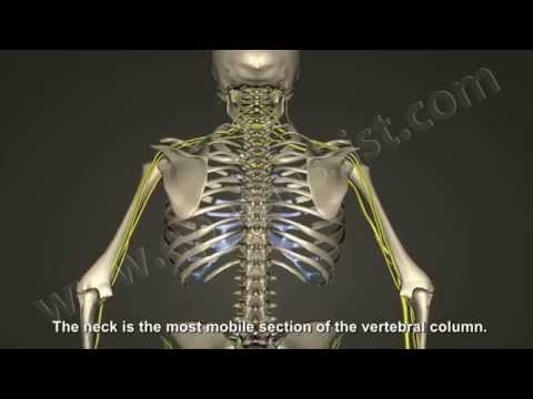 What Is Cervical Radiculopathy, Disc Bulge, Herniation