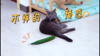Put a cucumber behind the cat, will the cat really scare it that much?
