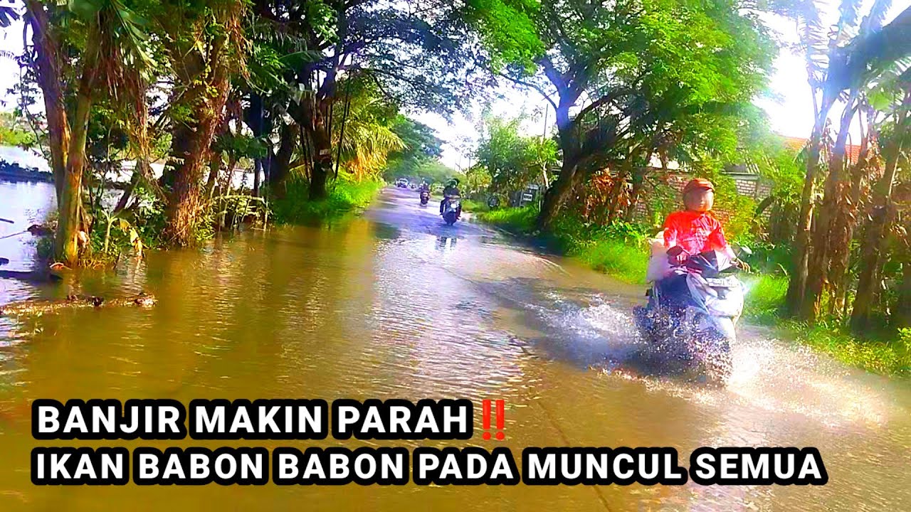 BANJIR MAKIN PARAH‼️IlMANCING DI SUNGAI SEPERTI MANCING DI KOLAM IKAN #mancing #fishing