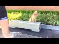 8 Month Golden Retriever 8 Month Golden Retriever