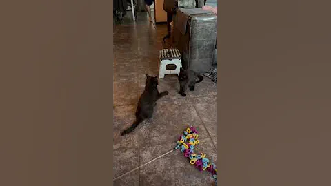 Watch the video about Black Ragdolls play #nederland #cat #kitten #catlover