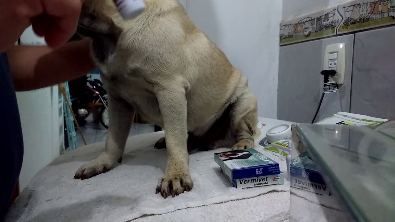 O Melhor Anti Pulgas do Mercado Master Line