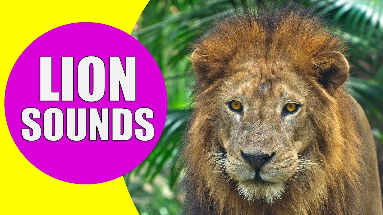 5 Lion's Roar Sound Effects (Royalty Free!) 