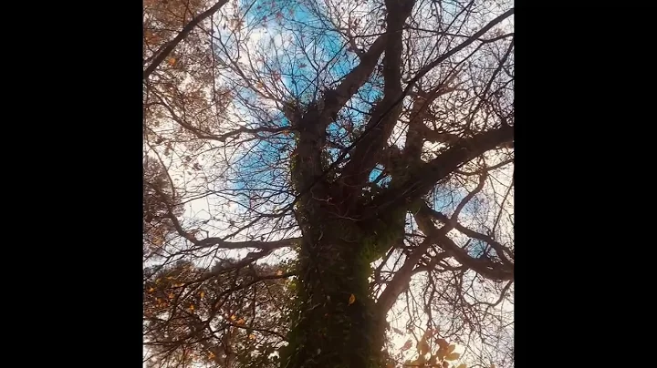 Leaves. Tidiness leaves little space for habitat a...