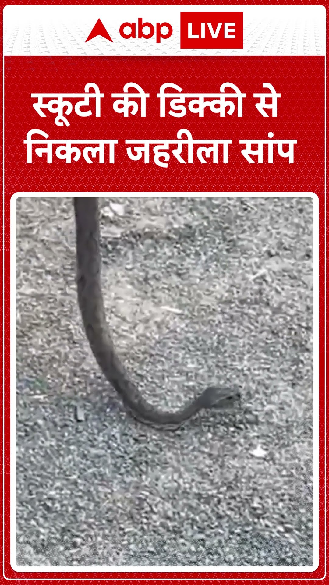 Madhya Pradesh के सिवनी में स्कूटी की डिक्की में घुसा जहरीला सांप, सपेरे ने किया रेस्क्यू | ABP LIVE