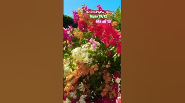 Rực rỡ nhiều màu siêu đẹp..#shortvideos