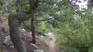 Лес Крыма после пожара, обгоревшие можжевельники и сосны Ялта.  Forest after fire