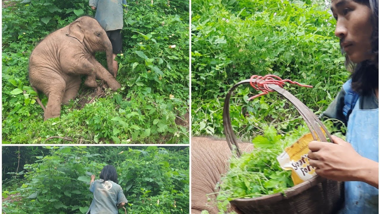 น้องจูเนียร์ ตื่นเช้า เข้าป่า ช่วยเก็บผักพ่อจ๋า -- น้องจูเนียร์ Family Ep.99