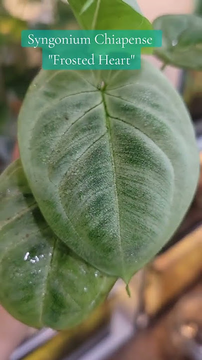 Syngonium Frosted Hearts is melting my heart🤩🤤💚#plants #shorts #plantroom