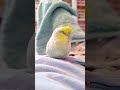 slempy #bird #birdslover #birdsofinstagram #cutebirds #parrot #parrotlet #parrotvideo