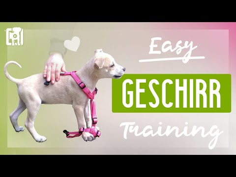 Video: Wie Man Ein Hundegeschirr Richtig Anlegt