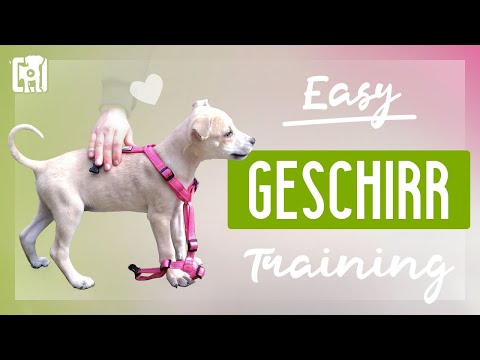 Video: Wie man meinen Pitbull Welpen gewinnt, Gewicht zu gewinnen