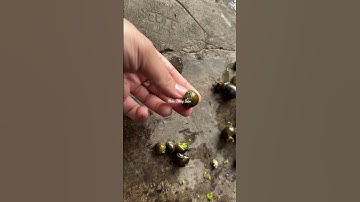 Bệnh sưng vòi trên ốc nhồi, ốc bưou đen #hieuthuysan