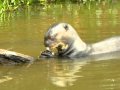 Giant Otters at the Jaguar Camp in Porto Jofre  - Pantanal