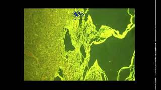 Fluorescence Bioimage LED Illuminator