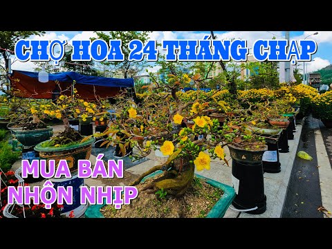 osaka quy nhơn New Update CHỢ HOA QUY NHƠN NHỘN NHỊP MUA BÁN | 24 THÁNG CHẠP