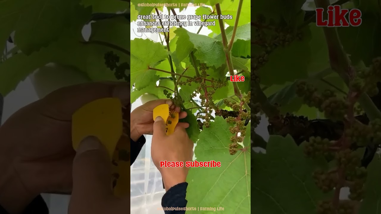 Grape Flower Bud Pruning Tool for Efficiency ✂️🍇 