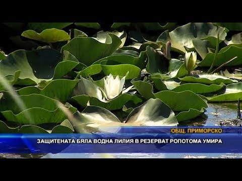 Видео: Водна лилия - полезни свойства и употреба на водна лилия, корен. Къде расте водната лилия? Водна лилия бяла, червена, жълта