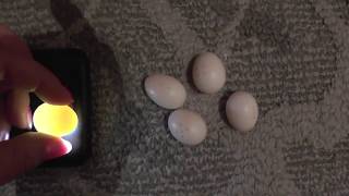 42 Разведение попугаев Две пары 25.05.17 Просвечиваю и  Выбрасываю яйца