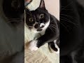 こぶたぬきつねこでおはよう〜【#Shorts】tuxedo-catざきお白黒猫