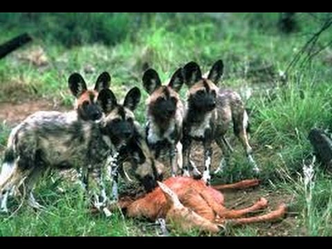Wilde Hunde Wilde Hunde