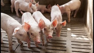 Record Keeping in Pig Production