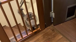 脱走に成功するがご飯を皿に盛る音ですぐに引き返す猫　ノルウェージャンフォレストキャット　A cat that is caught by bait and approaches