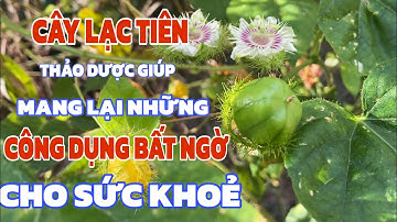Cây Lạc Tiên-Thảo Dược Giúp Mang Lại Những Công Dụng Và Giá Trị  Bất Ngờ! Cho Sức Khoẻ .