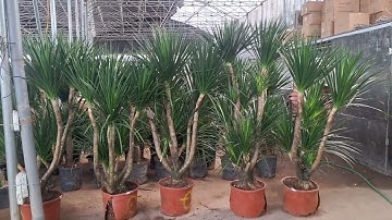 Bán cây phát tài núi lá nhỏ, thân gốc to nhiều tay cành cao 1.5m 0977973535