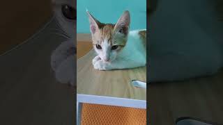 santai aja #kucinglucu #fypシ #fypシ゚viral #kucing #meow #anakkucing #kucingku