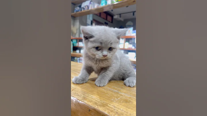 Video 11823441: cute british shorthair kitten, shorthair kitten britishshorthair