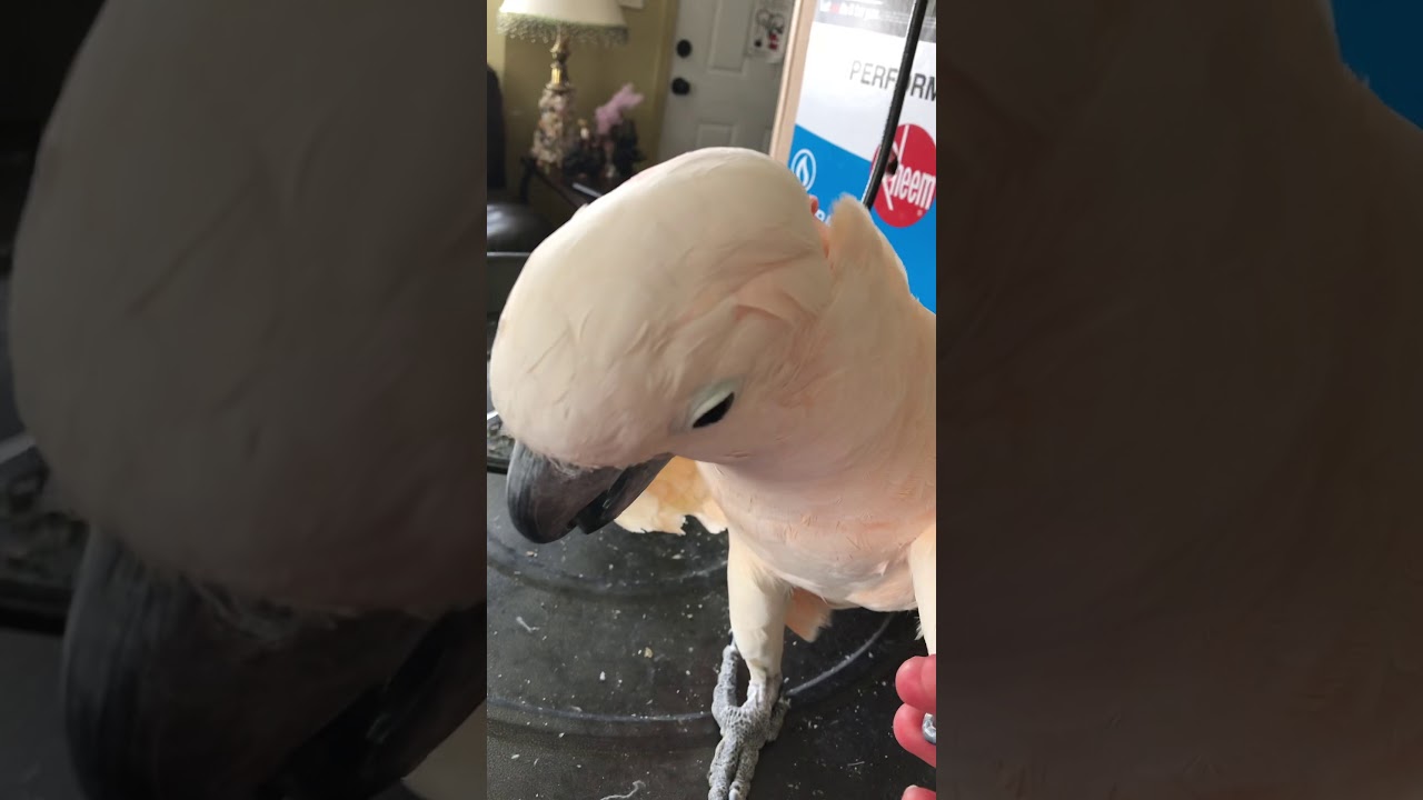cockatoo price ph Whisper stories