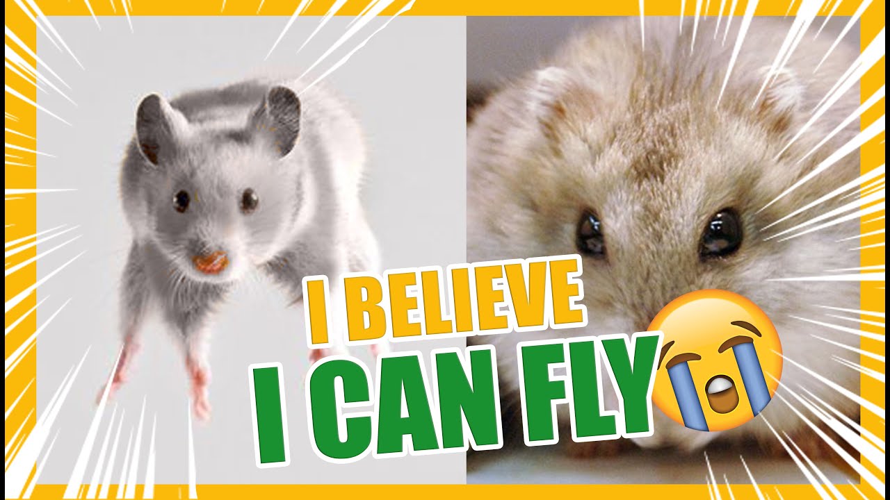 I BELIEVE I CAN FLY!!! | FLYING HAMSTER 🐹🐹🐹 | Life Lesson 