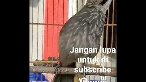 Rawatan nya sultan‼️cucak Rowo #viralvideo #viral #viralshorts #videos