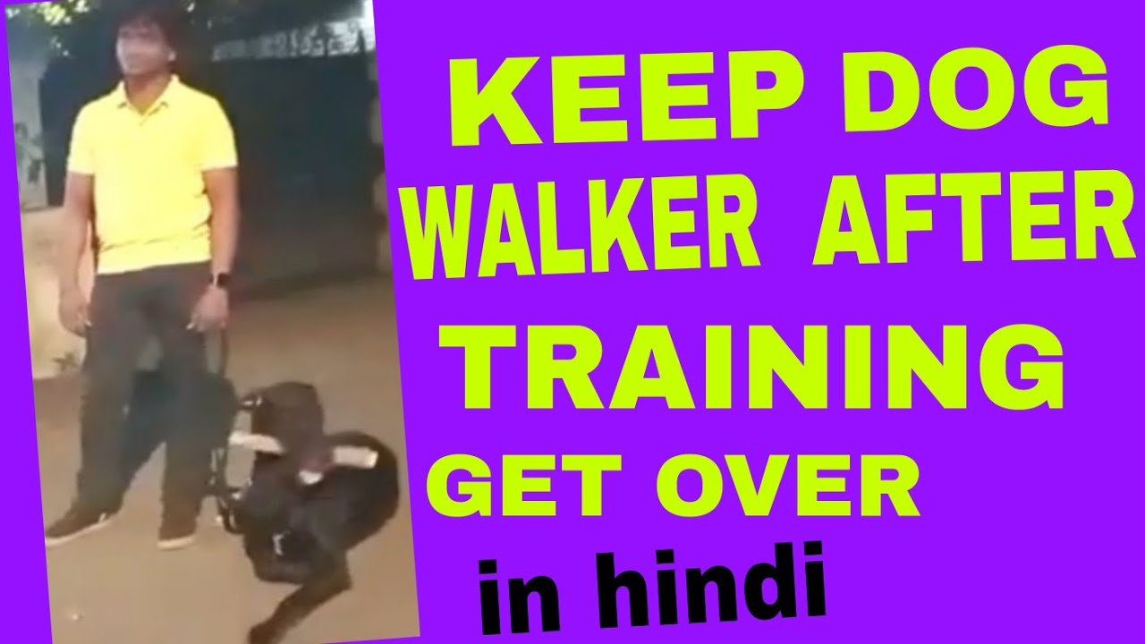 SUBJECT KEEP A PROFESSIONAL DOG WALKER FOR 6,7 MONTH FOR PROPER