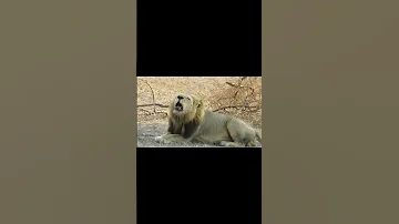 Los Gijima Corrieron A Los Nzhenga Sabi Sands Skhulile Mathonsi 