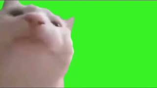 Кот качает головой под музыку оригинал футаж  Кот качает головой на зеленом фоне