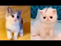 Baby Cats - Cute and Funny Cat Videos Compilation #12 | Aww Animals