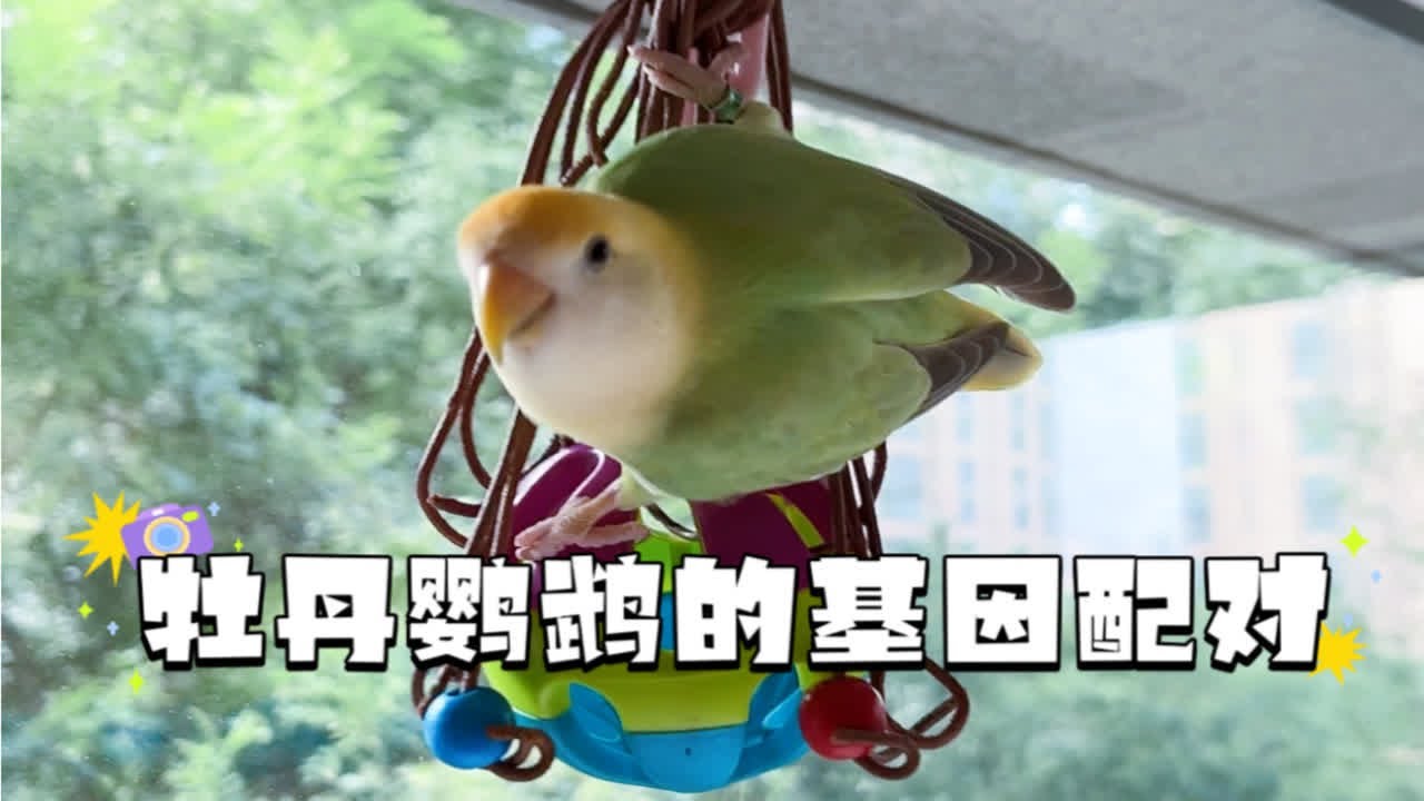 举个栗子聊聊牡丹鹦鹉的基因- YouTube