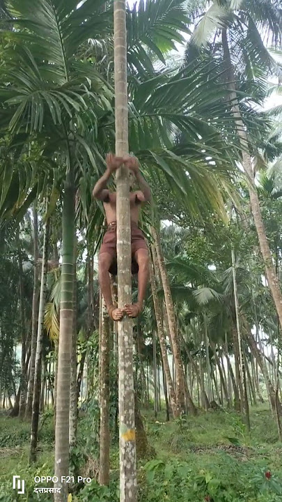 supari harvesting using coconut rope traditional techinic