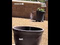 Hummingbird plays in water fountain