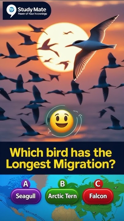 Which Bird Has The Longest Migration shorts gk quiz which-bird-has-the-longest-migration-shorts-gk-quiz