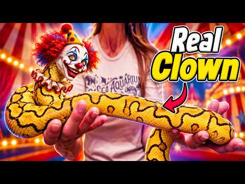 We Hatched a Stunning Clown Snake!